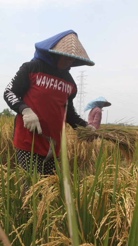 Januari 2025 Produksi Padi Naik