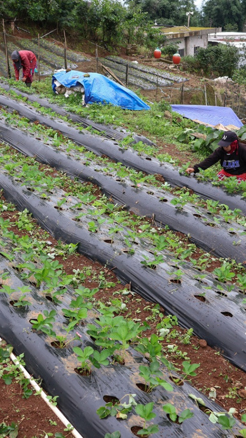 Kembangkan Agrowisata Sulawesi Selatan