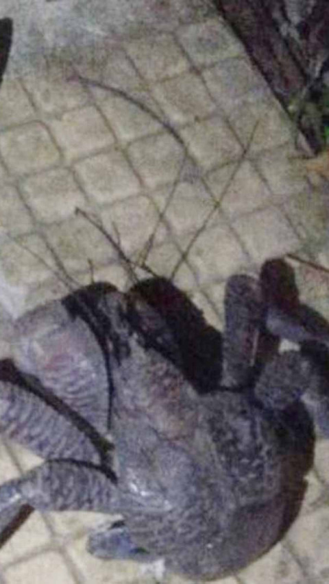 Kepiting Kenari Ditegaskan Merupakan Satwa Dilindungi oleh BKSDA Maluku 