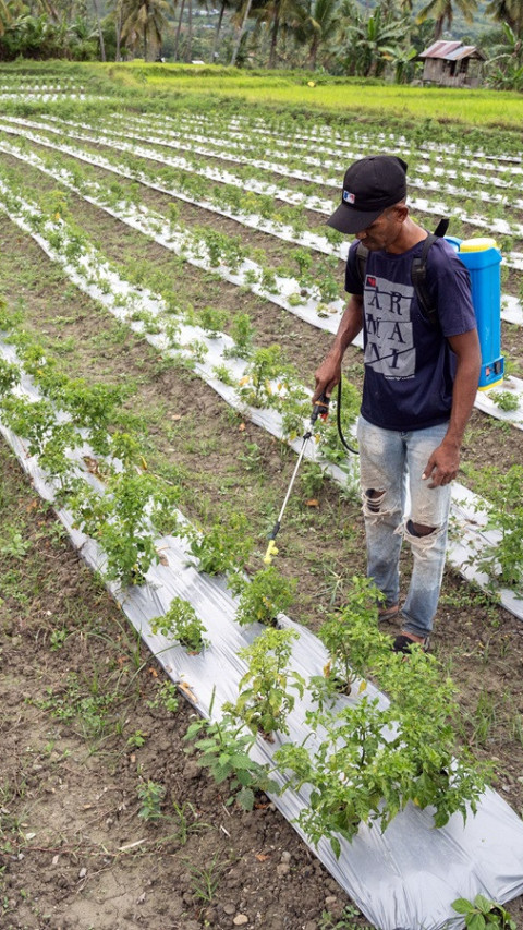 Produksi Cabai Turun 