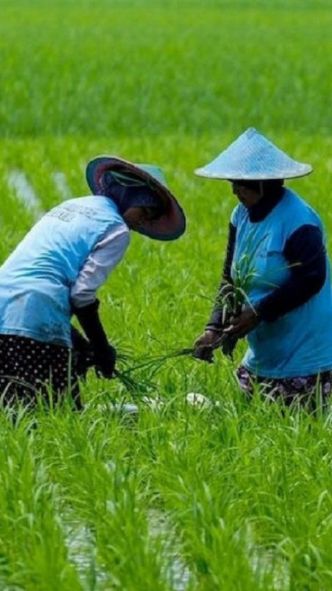 Impor Jagung Dihentikan, Tetapi Gandum Meningkat