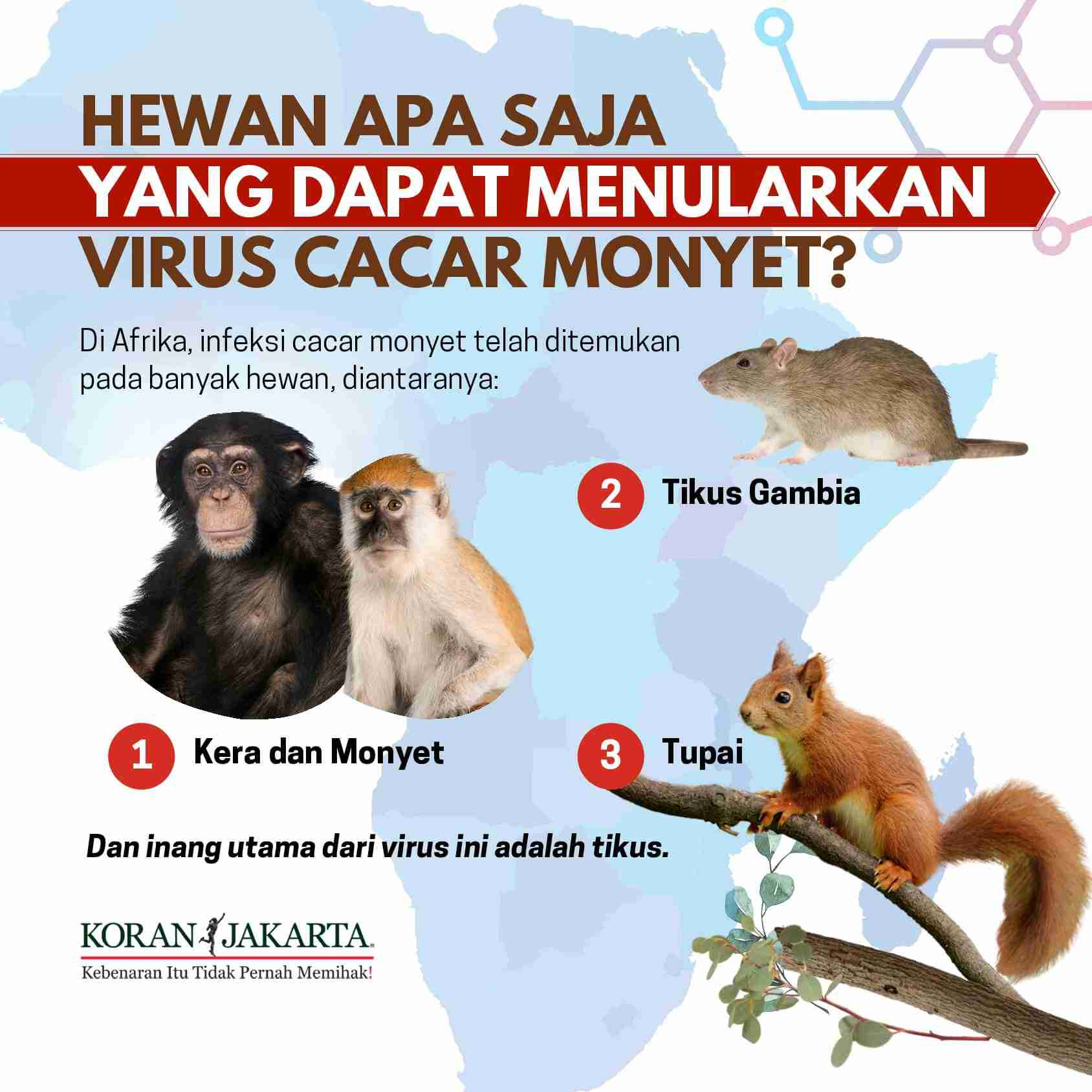 Cacar Monyet Dapat Menyebabkan Kematian. Apakah Bisa Menular? 3